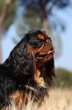 KING CHARLES SPANIEL 139